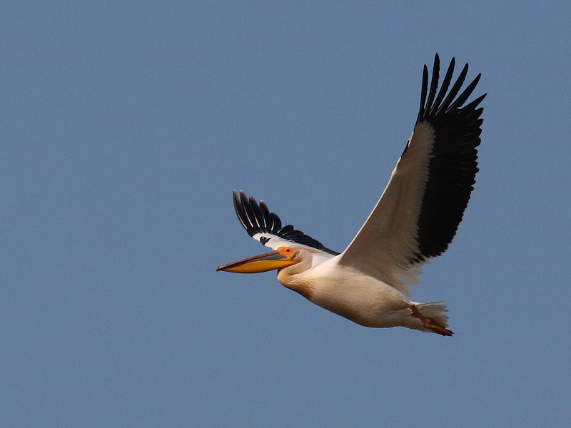 Pellicano Fiorentino - Pelecanus onocrotalus